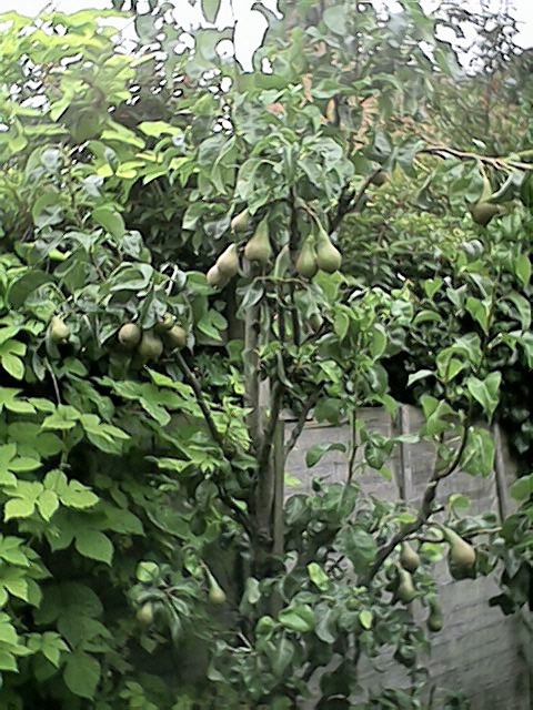Pear Tree (5 July)